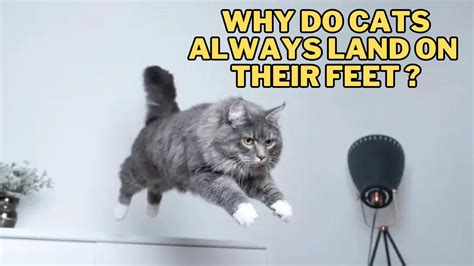 Where Do DJs Get Their Music and Why Do Cats Always Land on Their Feet?